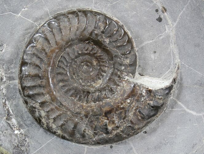 Hildoceras Ammonite In Large, Polished Concretion #30784